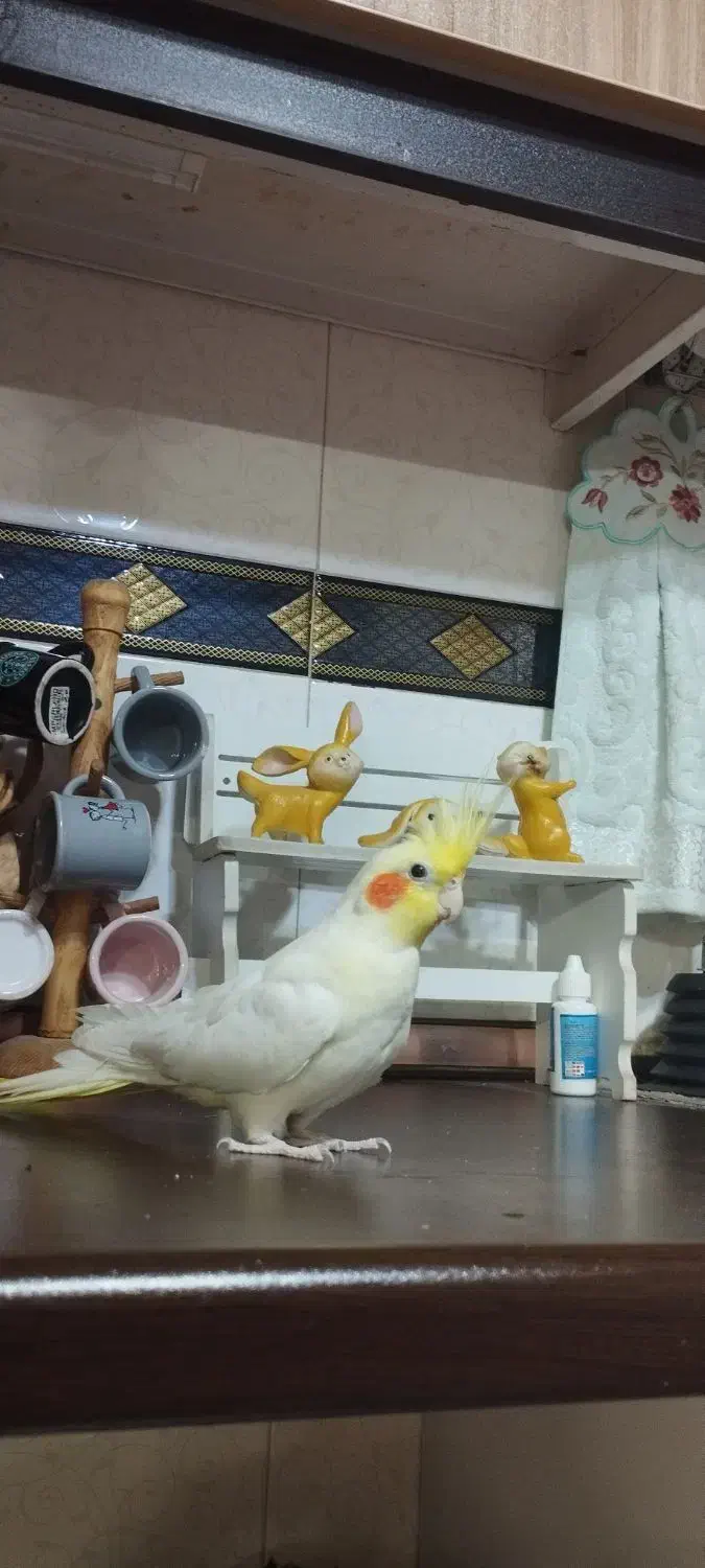 عروس هلندی|پرنده|زاهدان, |دیوار