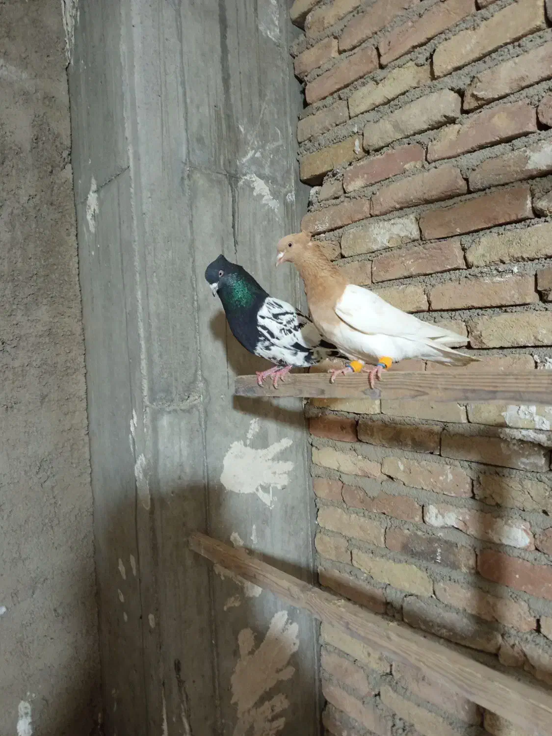 کفتر شهرستانی|پرنده|ری, شهید غیوری (ابن باویه)|دیوار