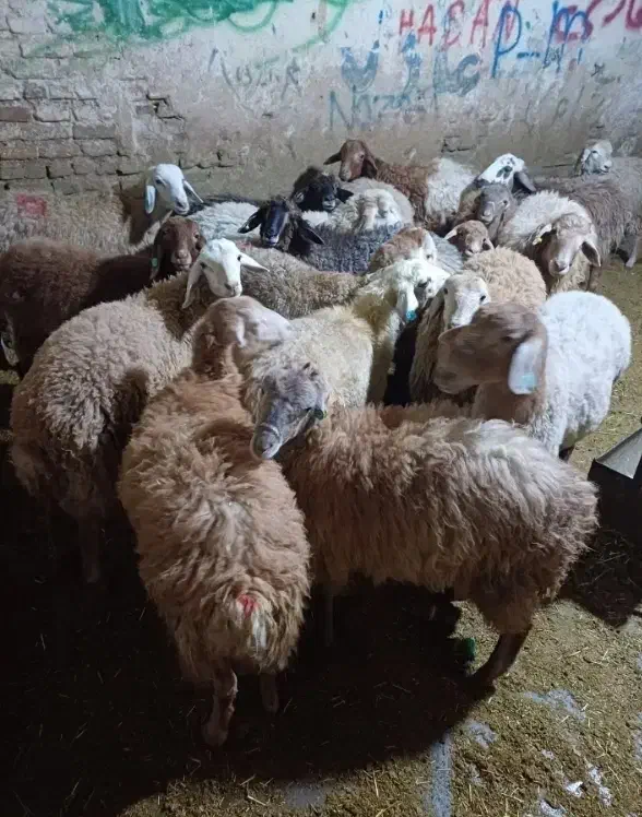 مغان وافشار کم دنبه چربی وگوسفند کم شکم زنده|حیوانات مزرعه|مشهد, نوید|دیوار