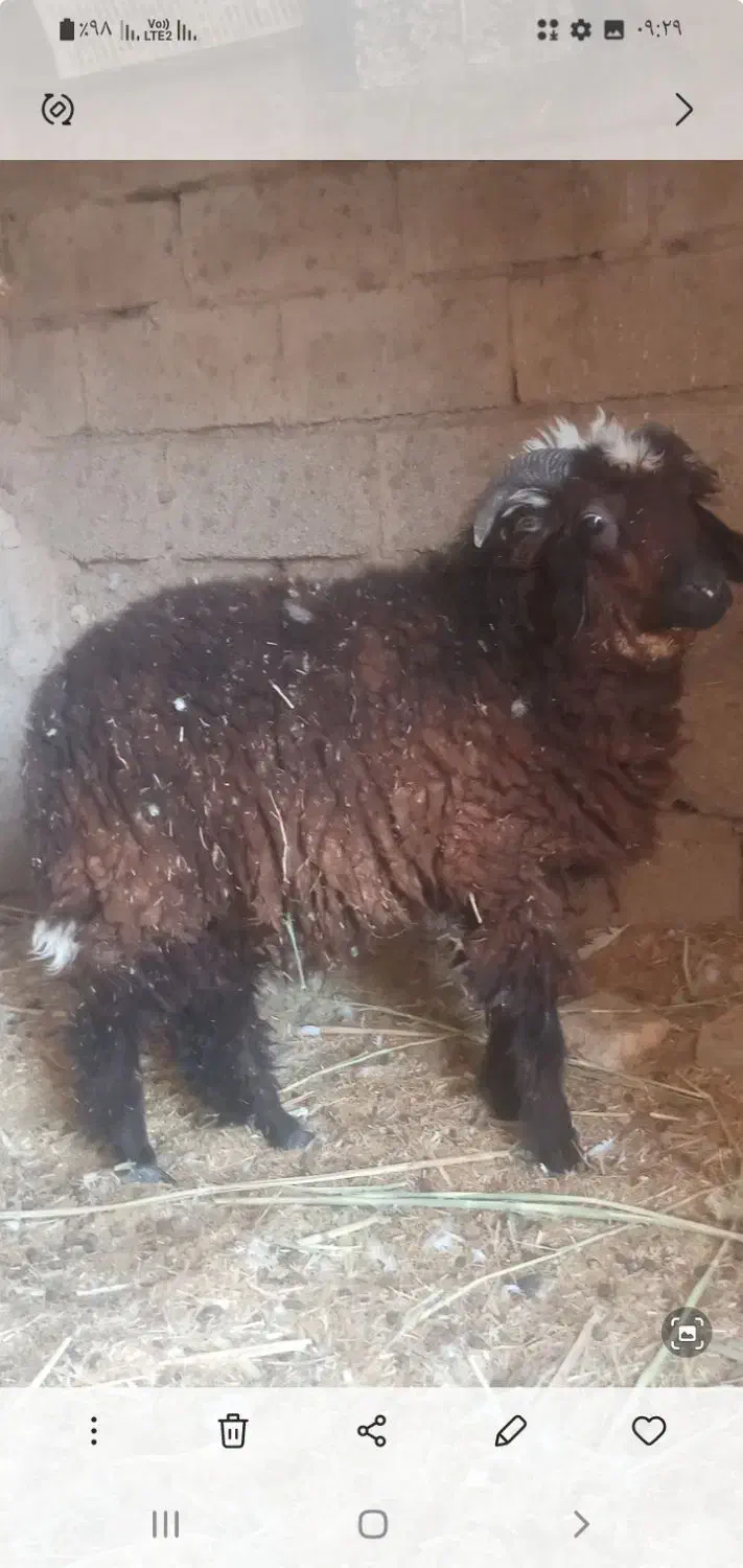 بره نر|حیوانات مزرعه|بندر امام خمینی, |دیوار