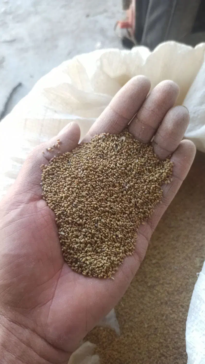 فروش بذر یونجه نیک شهری پایه بلند با کیفیت عالی،|عمده‌فروشی|بهبهان, |دیوار