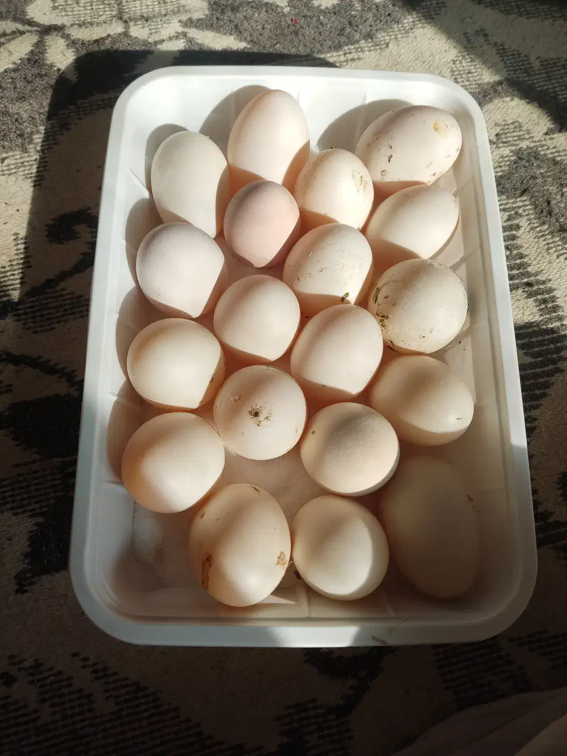 تخم مرغ و اردک|حیوانات مزرعه|اندیمشک, |دیوار