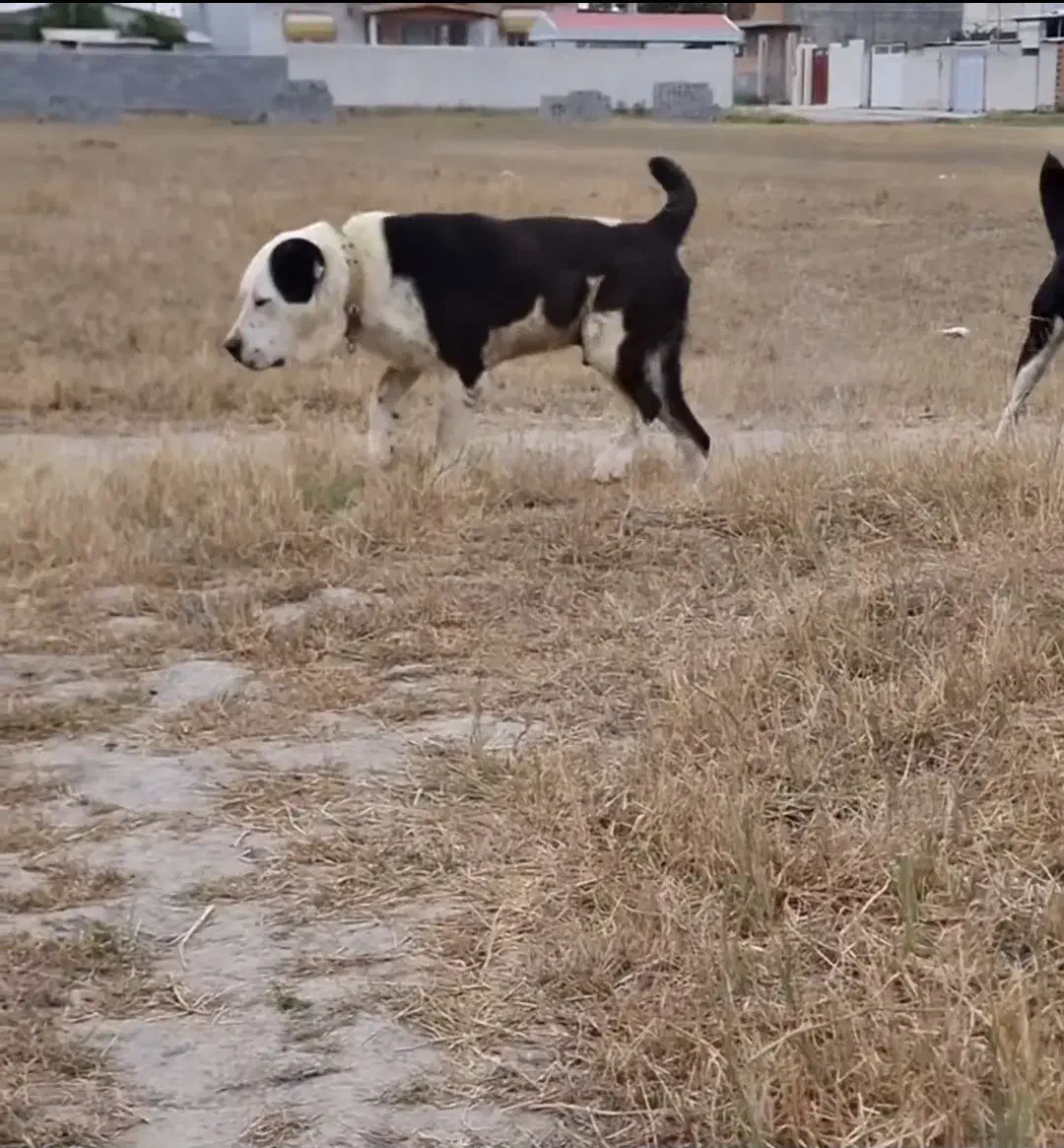 سگ الابای  برای کشش|سگ|مشهد, کوه سنگی|دیوار