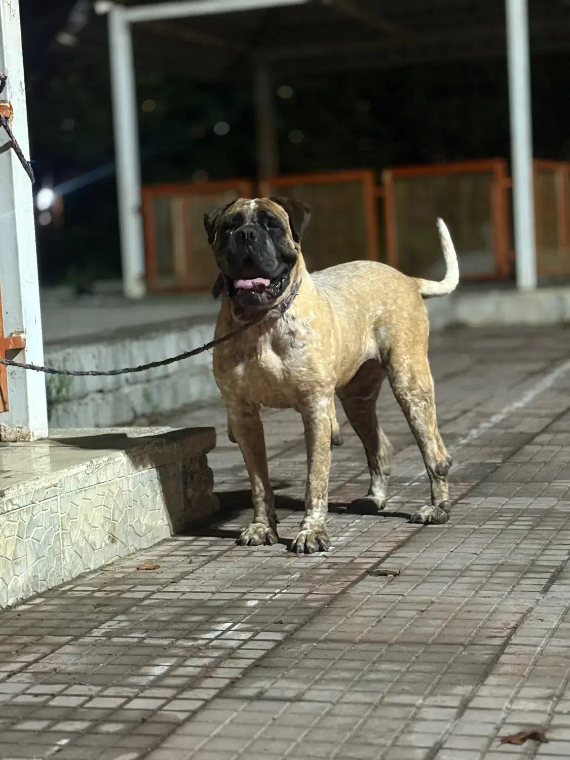 سگ باکسر ماده|سگ|قائم‌شهر, |دیوار