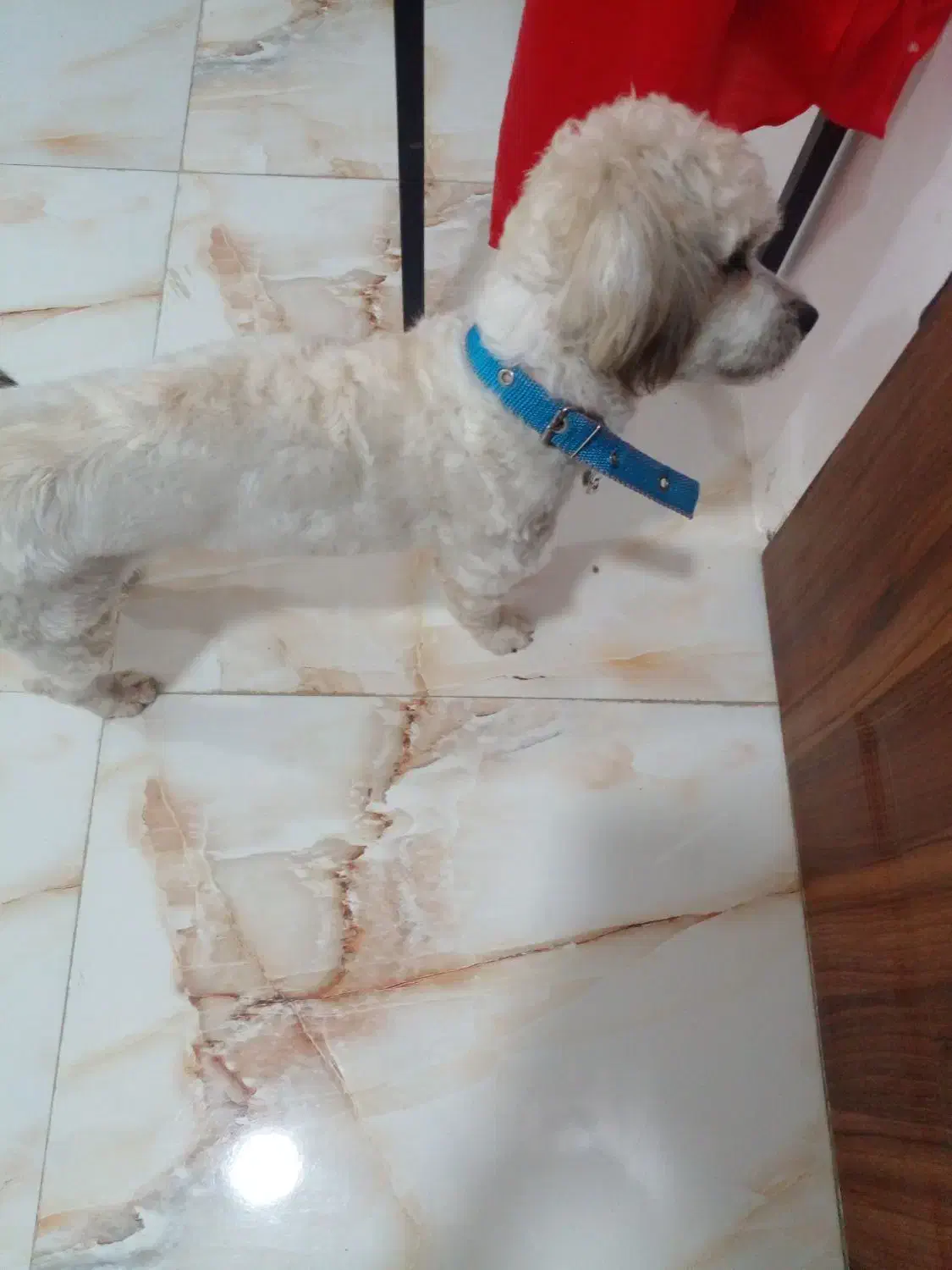 سگ (پت) نر و ماده شیتزو تریرفروش هم تکی هم باهم|سگ|آمل, |دیوار