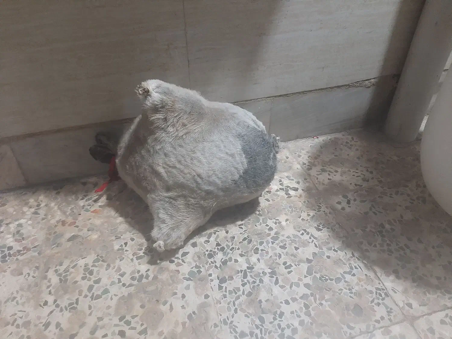 هیزه محلی نونو|ظروف نگهدارنده، پلاستیکی، یک‌بارمصرف|خرم‌آباد, |دیوار