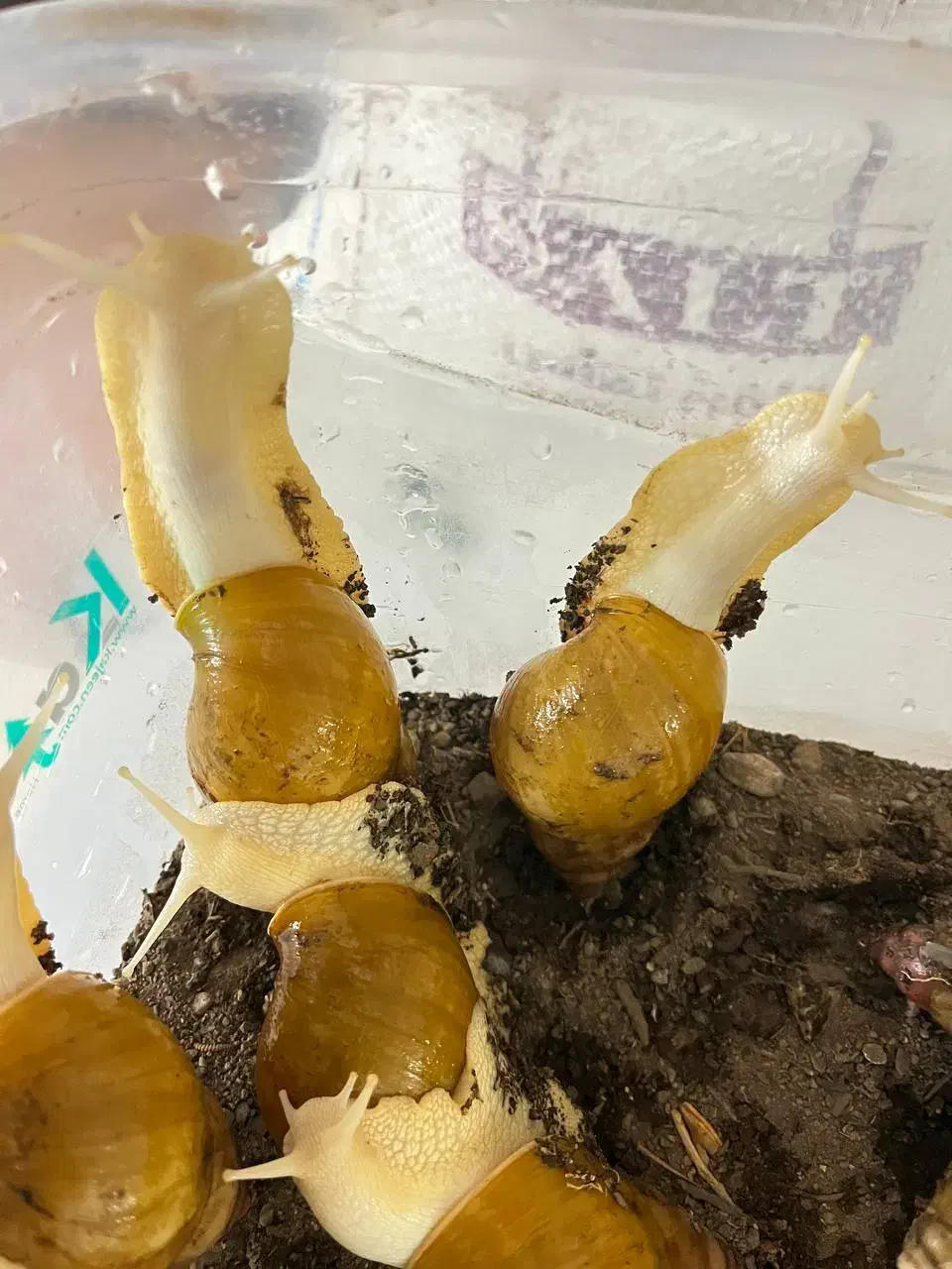 حلزون|خزنده|نیشابور, شهرک قدس|دیوار