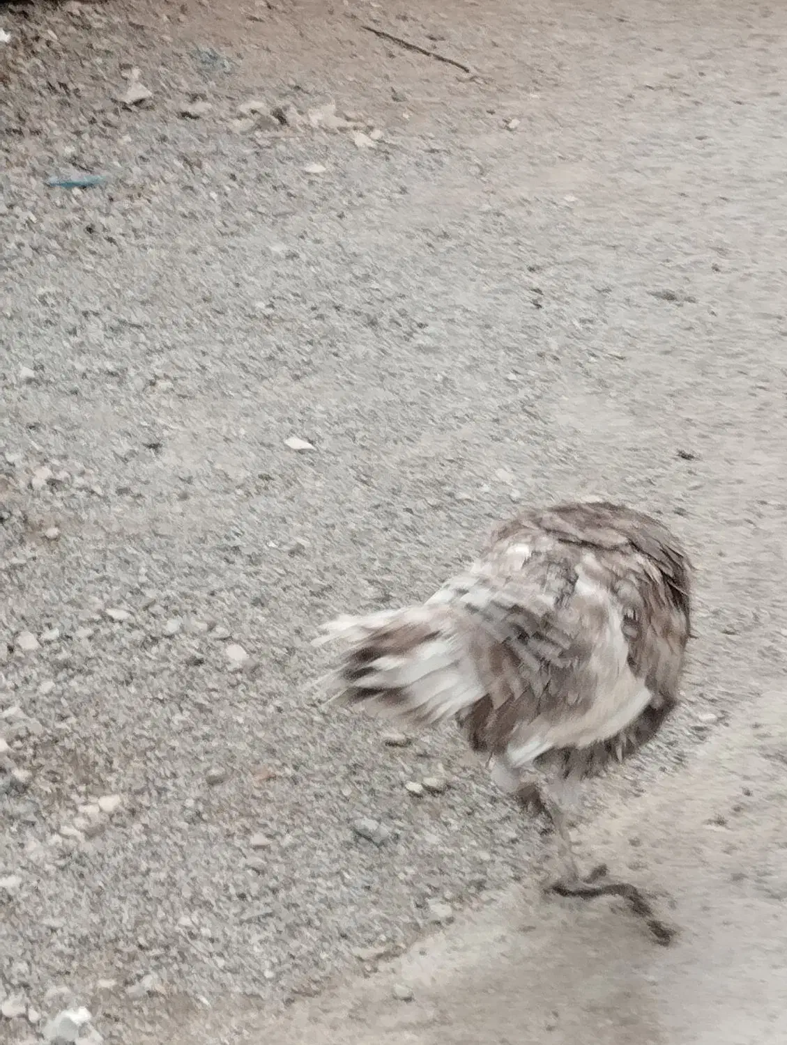 بوقلمون محلی اصل ماده|حیوانات مزرعه|یاسوج, |دیوار