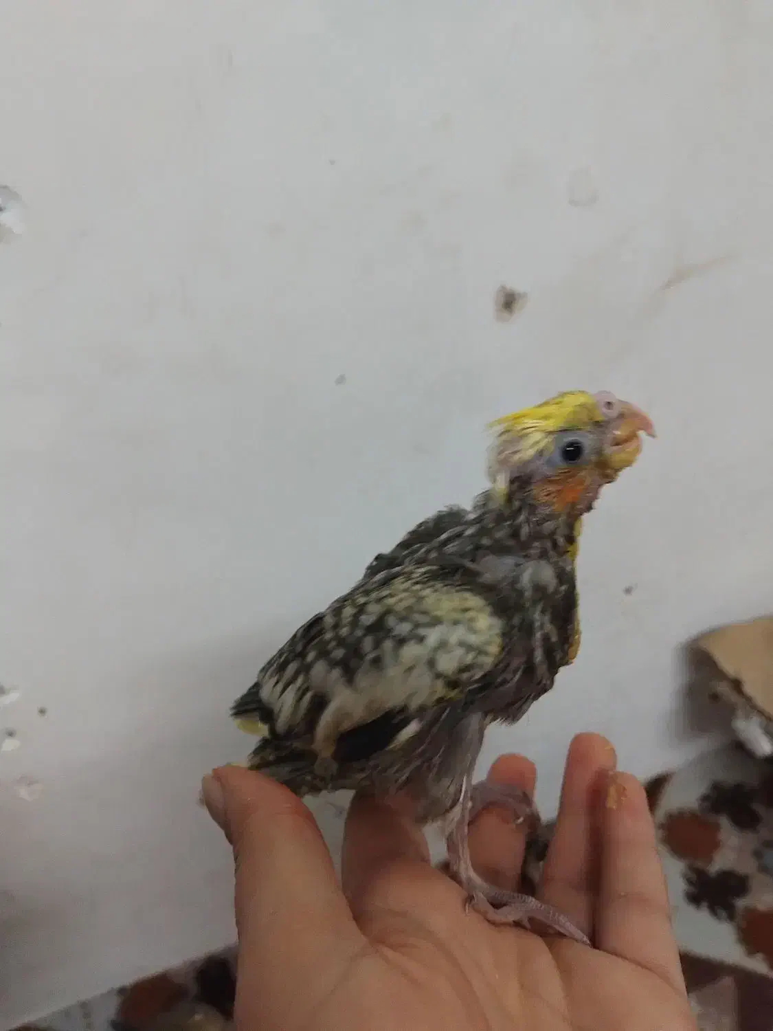 عروس هلندی سرلاکی|پرنده|کازرون, |دیوار