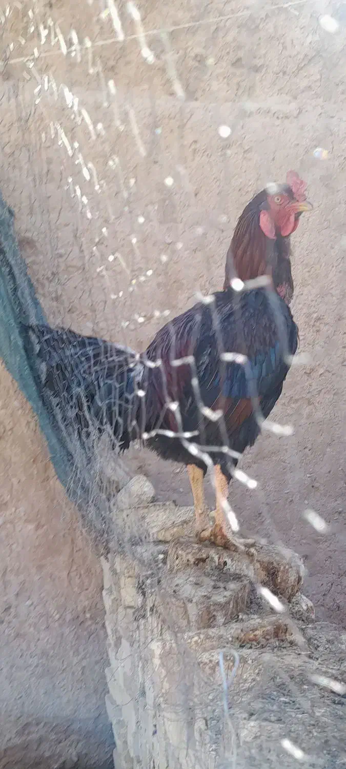 خروس لاری|حیوانات مزرعه|یزد, |دیوار