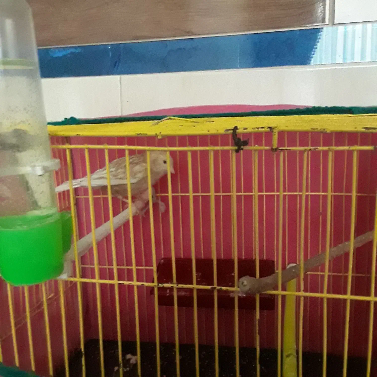 قناری نر بخون بشرط|پرنده|تربتحیدریه, پائین ولایت|دیوار