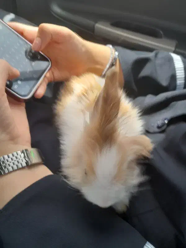 خرگوش لوپ|موش و خرگوش|شوشتر, |دیوار