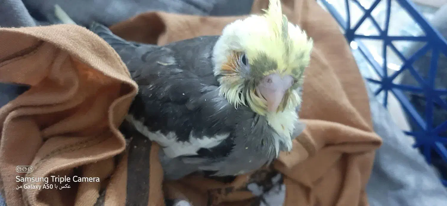 گمشده|حیوانات|زاهدان, |دیوار