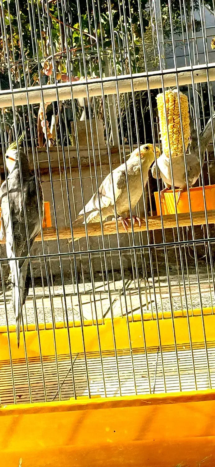 طوطی عروس هلندی|پرنده|تاکستان, |دیوار