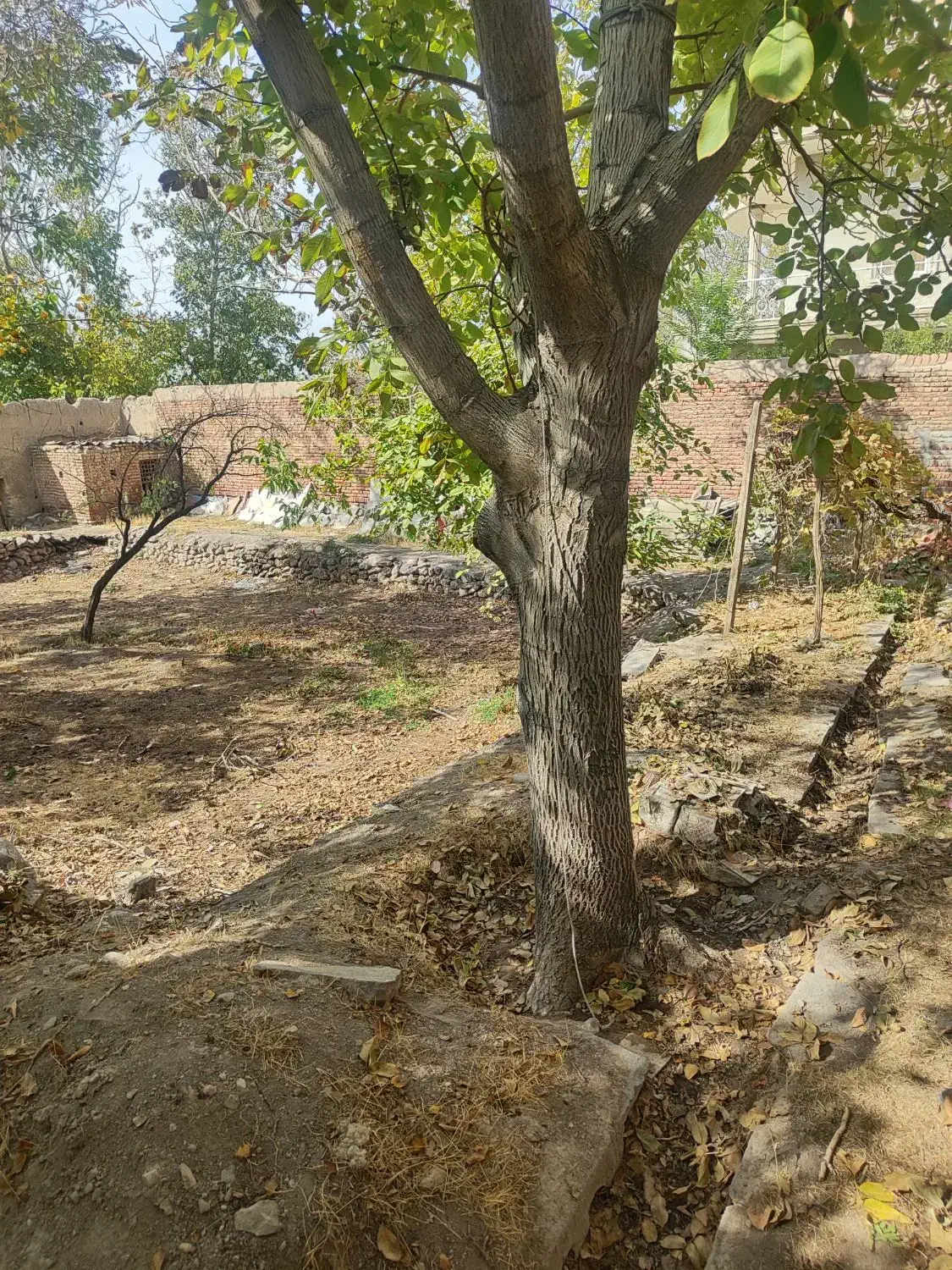 خانه باغچه5400متری انشعابات داربهترین موقعیت اسکو|فروش زمین و ملک کلنگی|اسکو, |دیوار