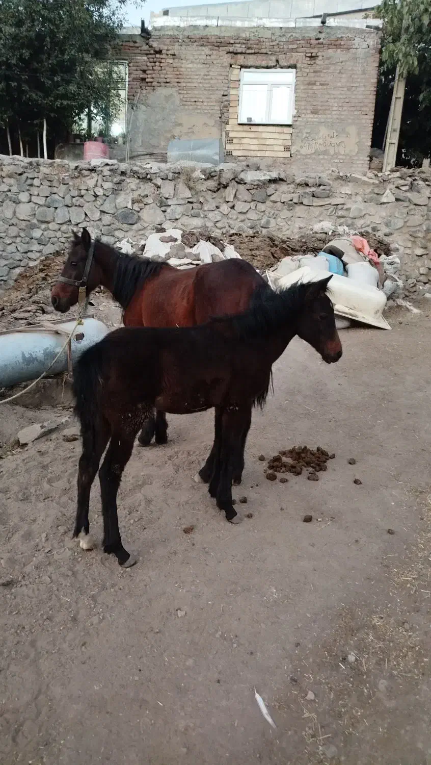 اسب ۳ ساله همراه با کره|اسب و تجهیزات اسبسواری|خلخال, |دیوار