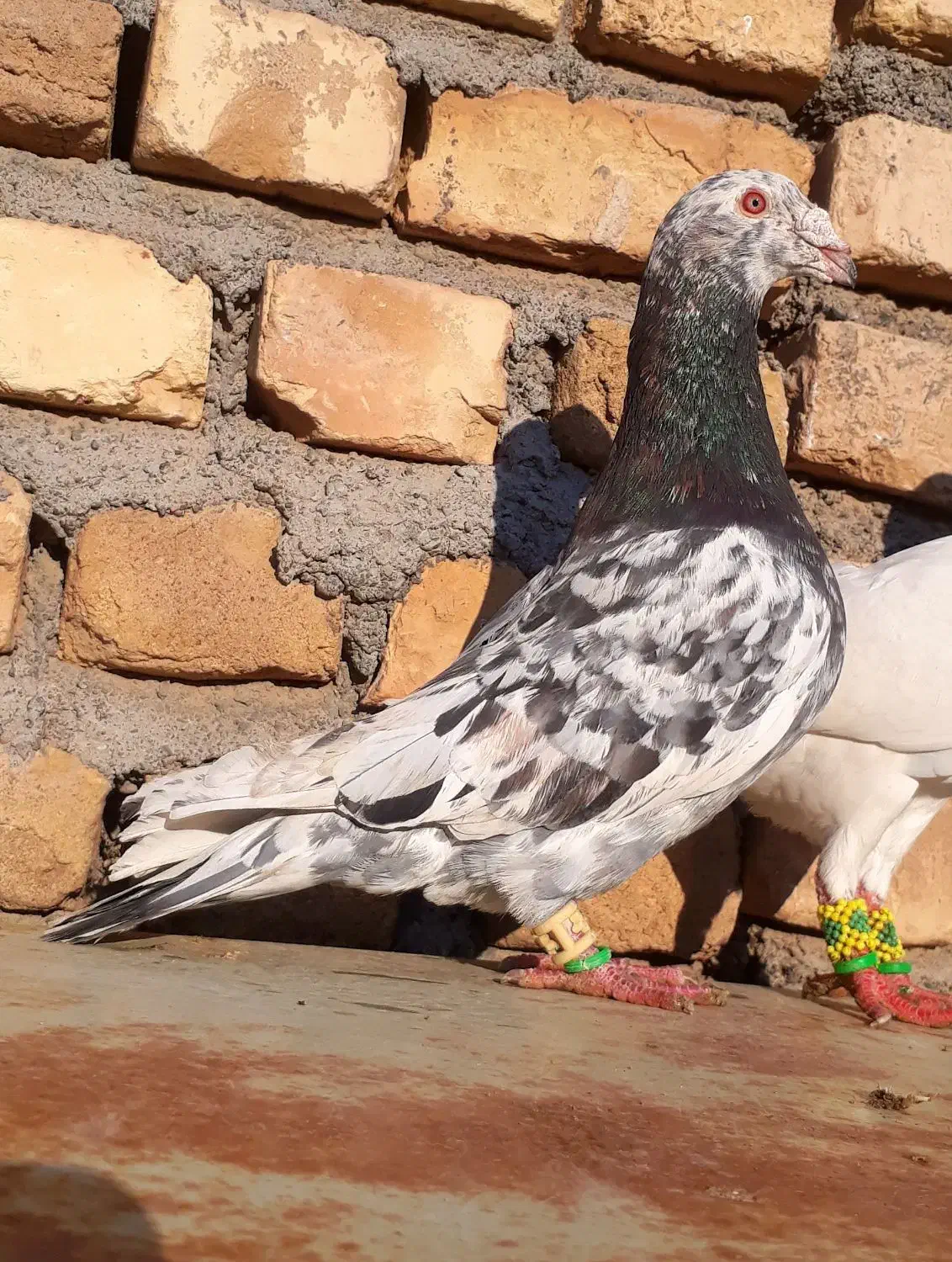 کفتر سار هفترنگ لیمویی آلمانی زرد سبز کاریر|پرنده|مشهد, شهید معقول|دیوار