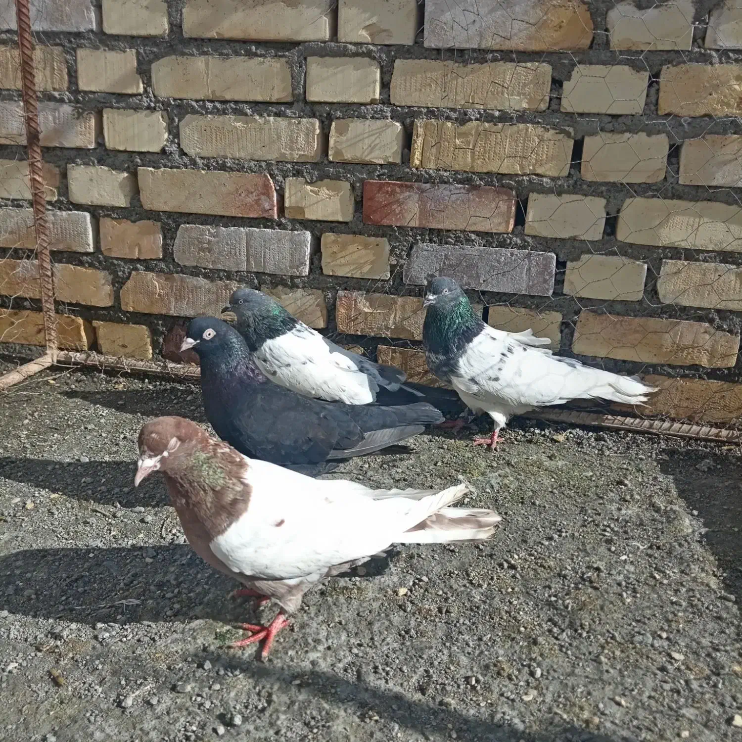 هشت تا کاله|پرنده|بکتاش, |دیوار