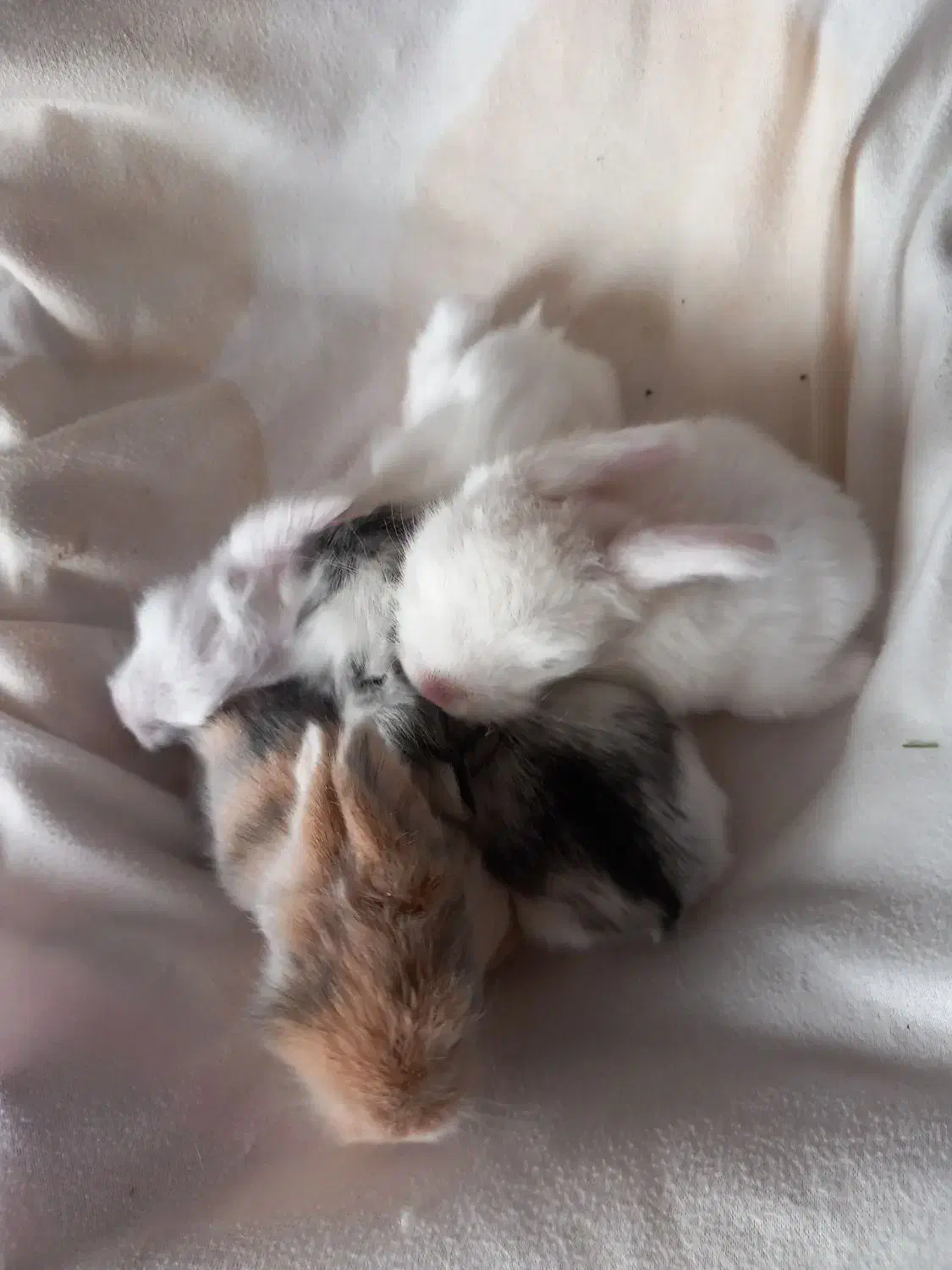 خرگوش|موش و خرگوش|تایباد, |دیوار