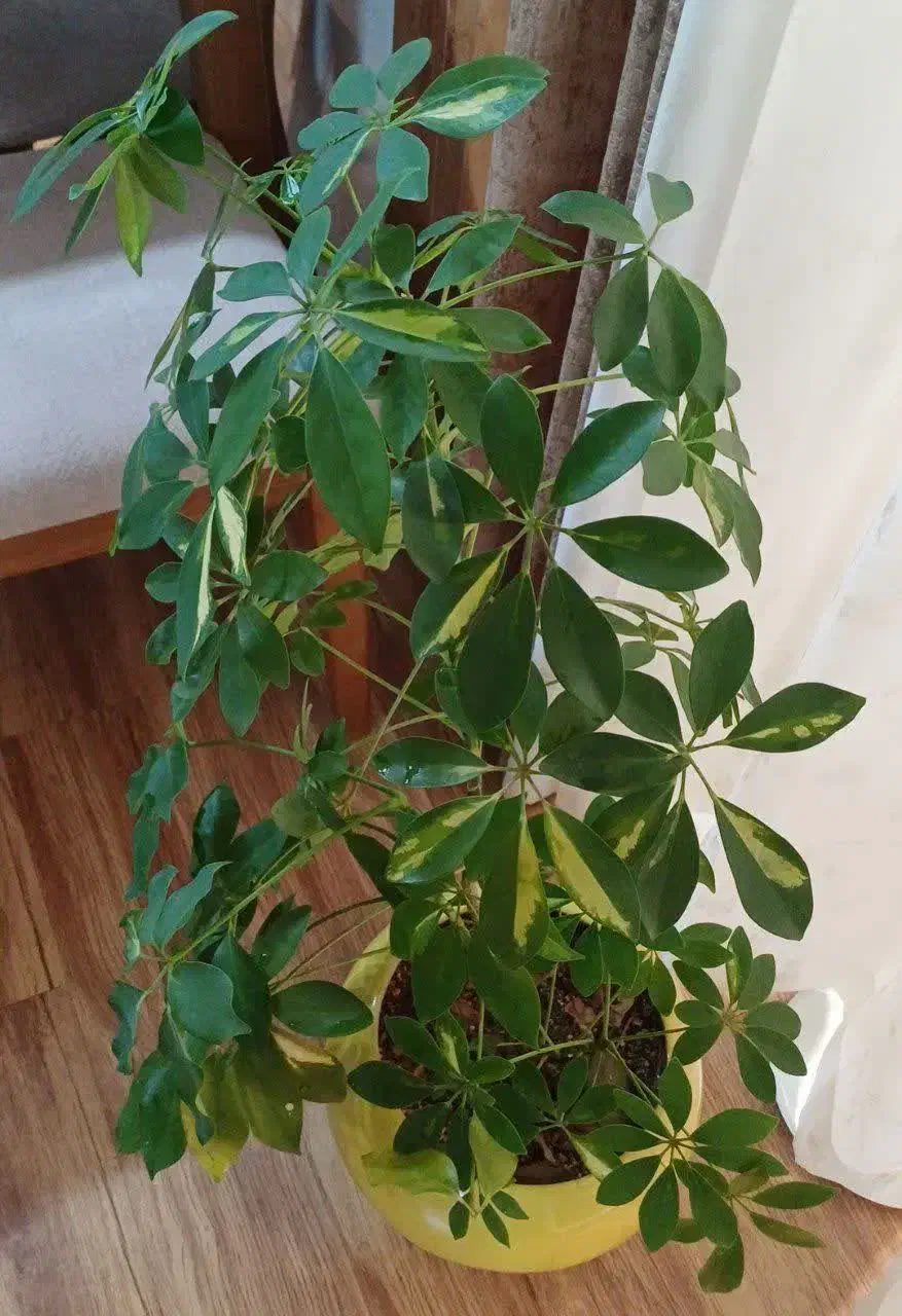 گل شفلرا ابلغ|گل و گیاه طبیعی|اصفهان, شهشهان|دیوار