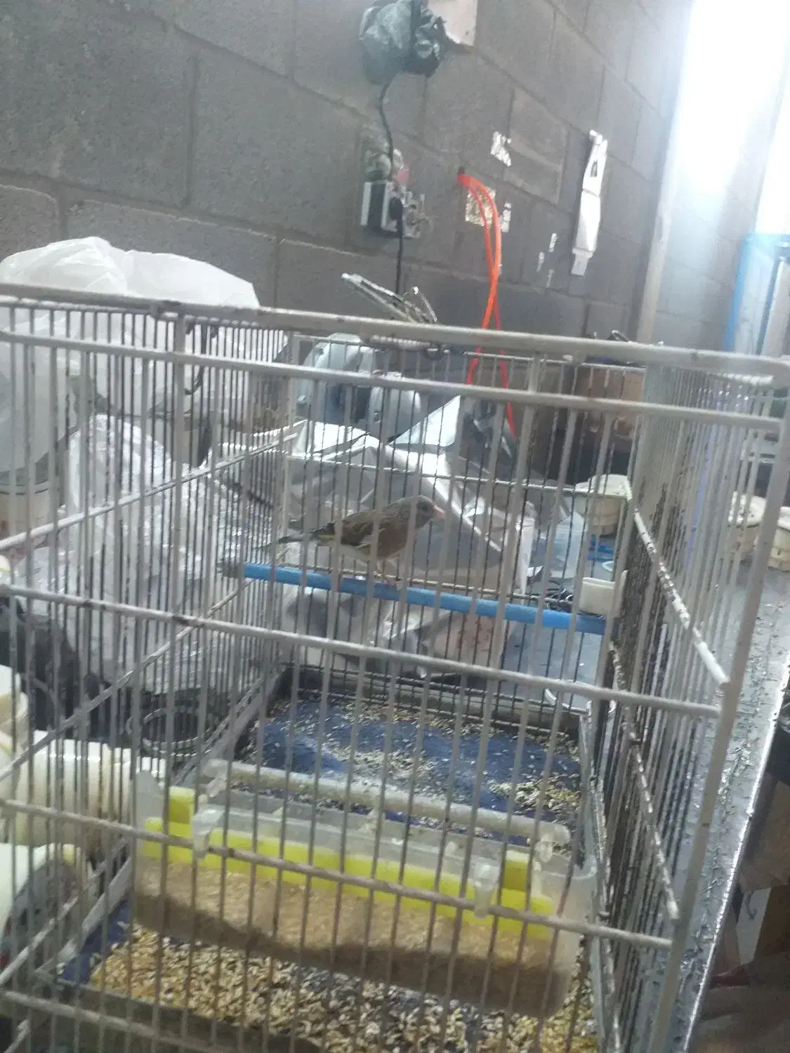 با سلام دو عدد سهره قناری بفروش میرسد|پرنده|چهاردانگه (تهران), |دیوار