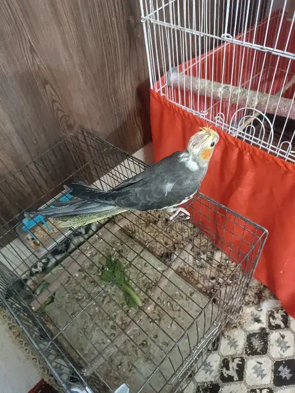 جوجه عروس هلندی|پرنده|پاکدشت, پاکدشت (مامازند)|دیوار