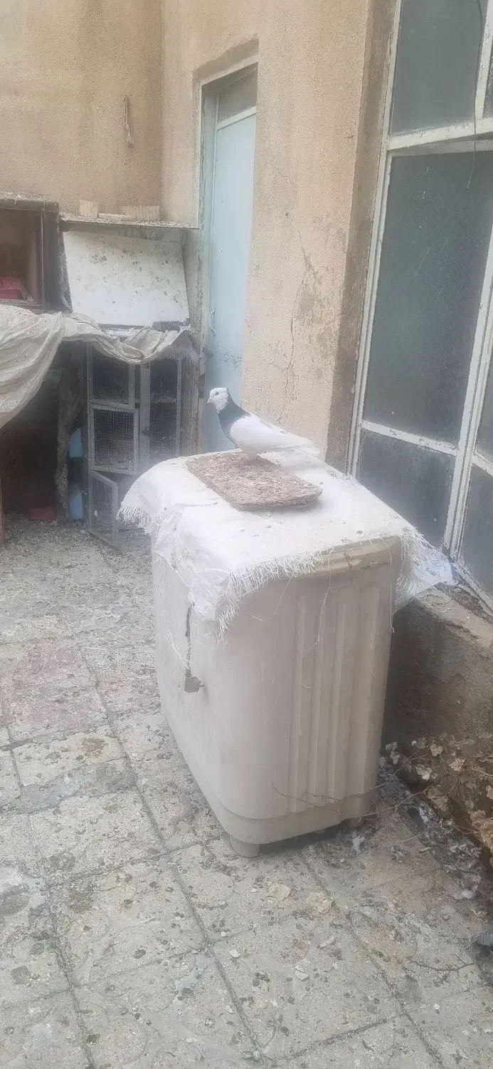 دسته کفتر همه سینه و طوقی|پرنده|شیراز, گلکوب|دیوار