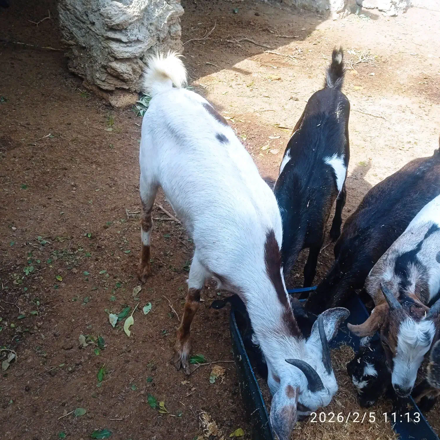 گیسه ونری|حیوانات مزرعه|قشم, |دیوار