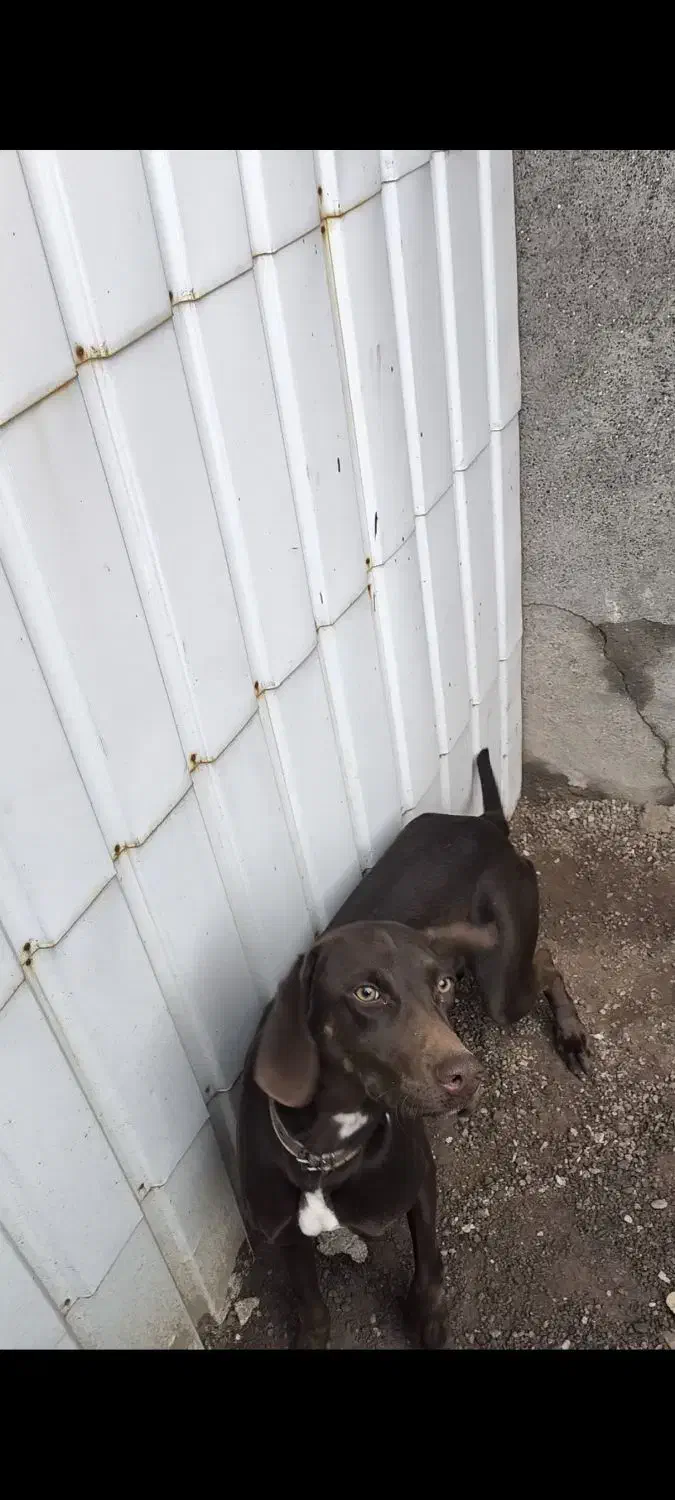 شکاری ماده،آماده جفتگیری|سگ|رشت, حومه رشت|دیوار