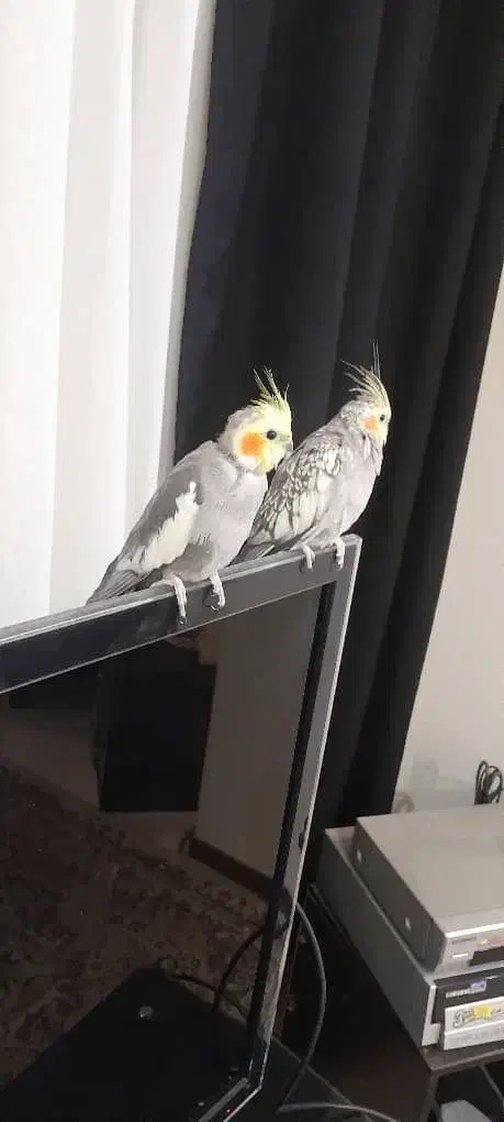 عروس هلندی جفت|پرنده|هشتگرد, مدرس|دیوار