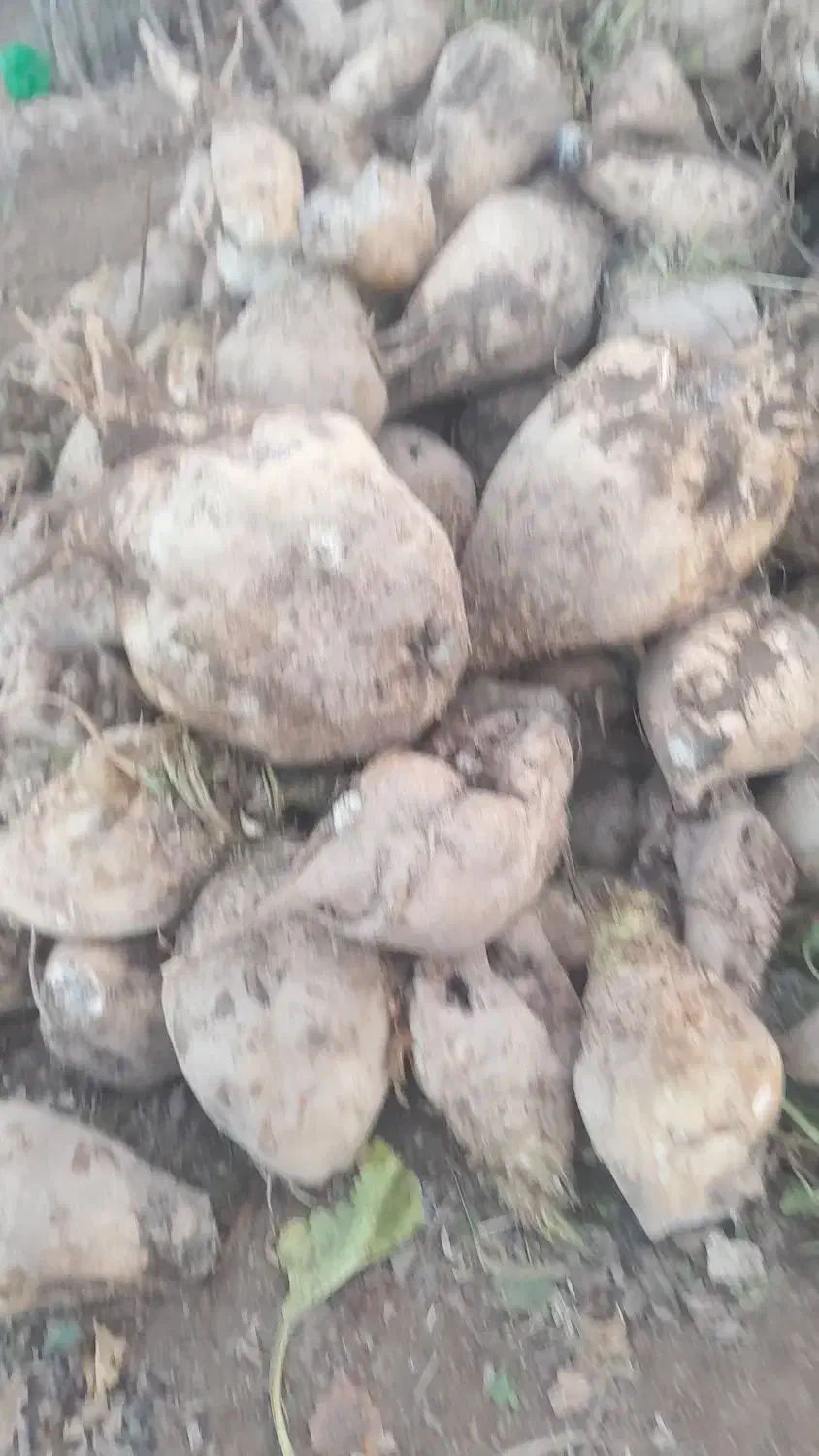 چغندرقند|عمده‌فروشی|میاندوآب, |دیوار