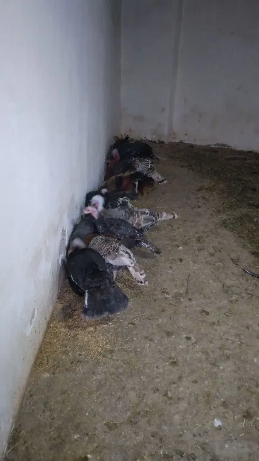 فروش تعدادی بوغلمون نر ماده قیمت توافقی|پرنده|تاکستان, |دیوار