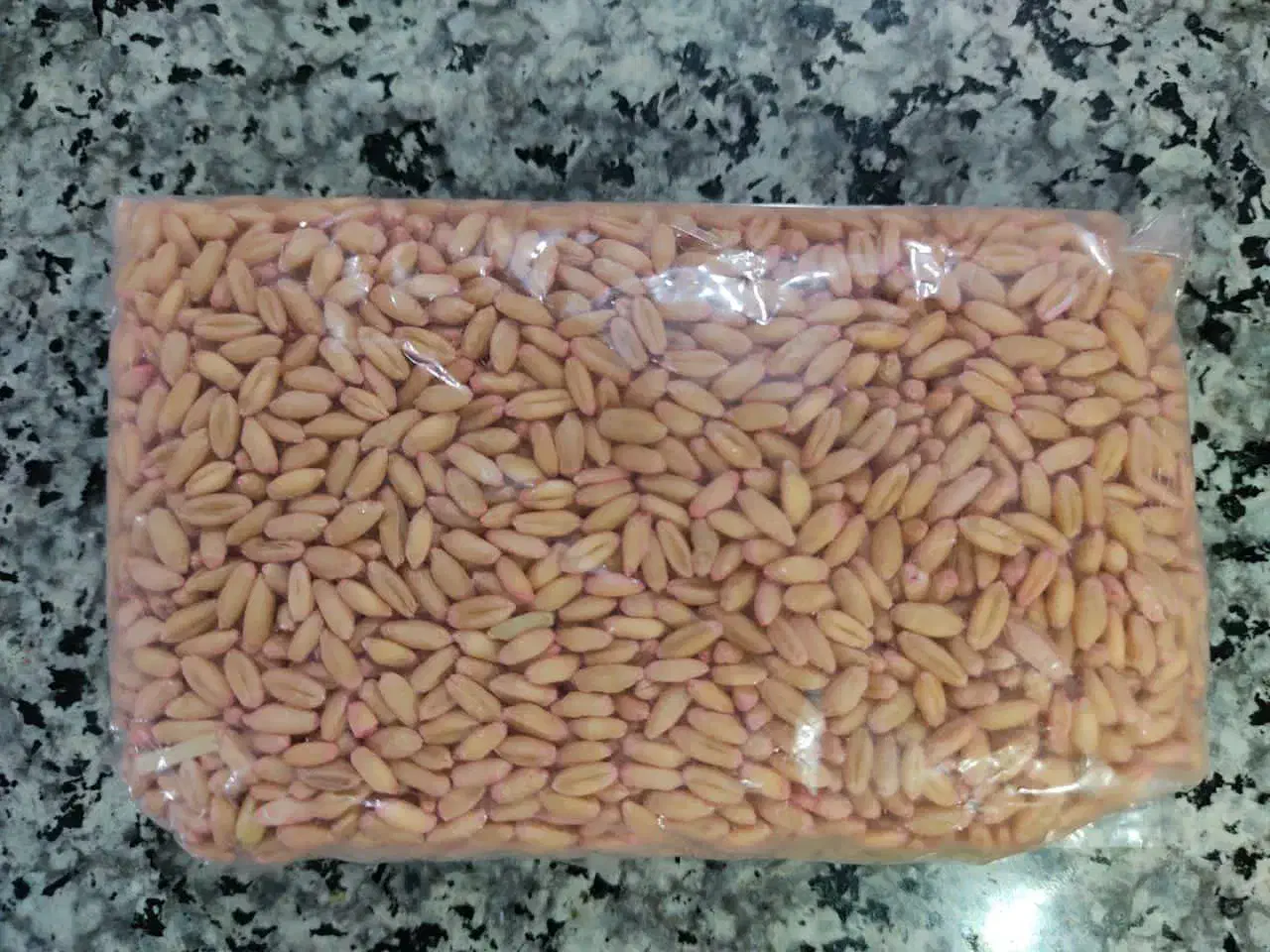 گندم بوجاری شده|گل و گیاه طبیعی|سنقر, |دیوار