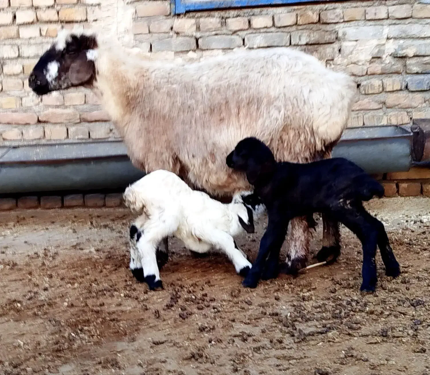 بره شیری فروشی ،میش دوقلو زا ، میش بره دار ،|حیوانات مزرعه|قوچان, |دیوار