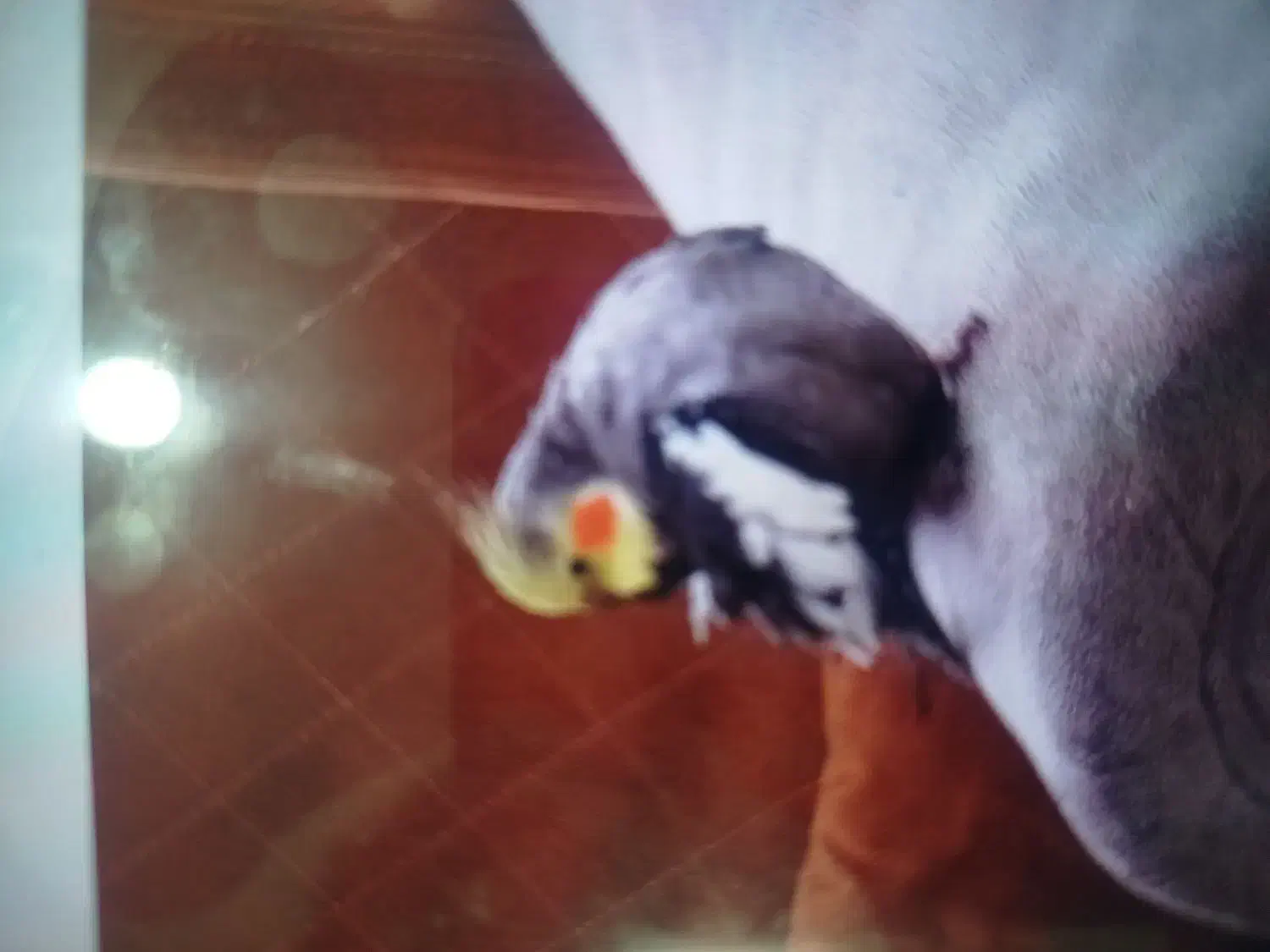 عروس هلندی گمشده،به یابنده مژدگانی داده میشود|حیوانات|نیشابور, شهرک بسیج|دیوار