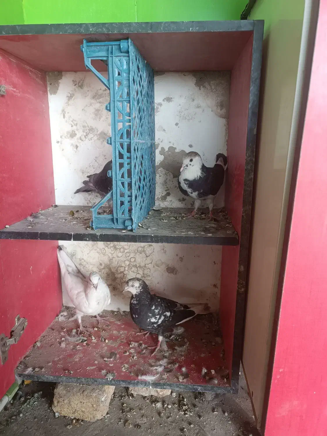 4تا کفتر خوب|پرنده|پاکدشت, پارچین|دیوار