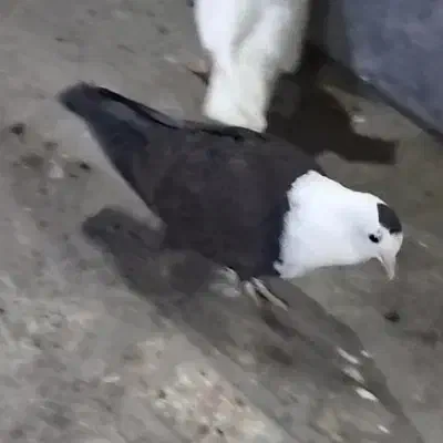 کفتر کلاغ. کله سفید . نر|پرنده|تربتحیدریه, رضاشهر|دیوار