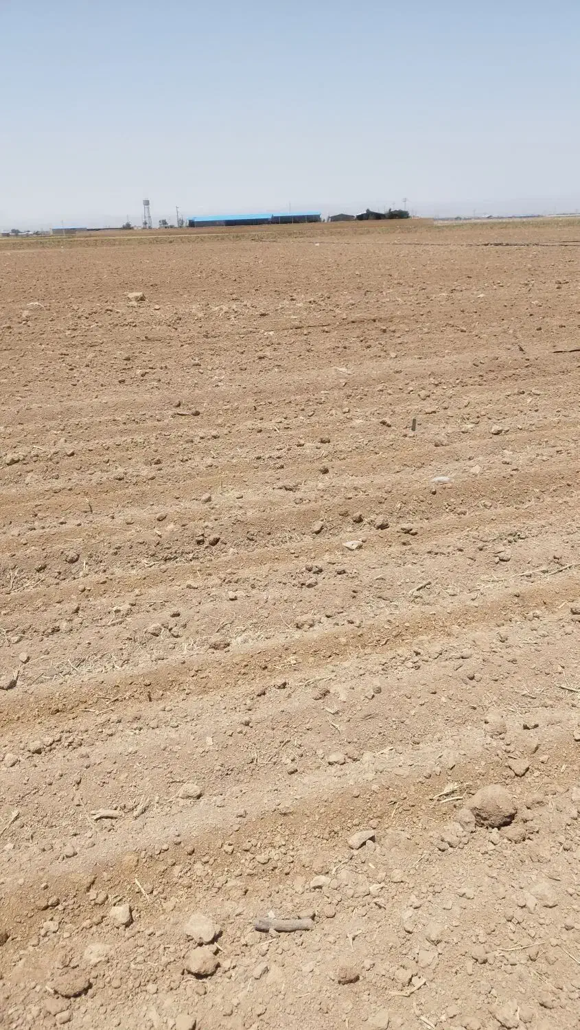 تاکستان زمین کشاورزی برای اجاره یا شراکت|اجارهٔ دفتر صنعتی، کشاورزی، تجاری|اسفرورین, |دیوار