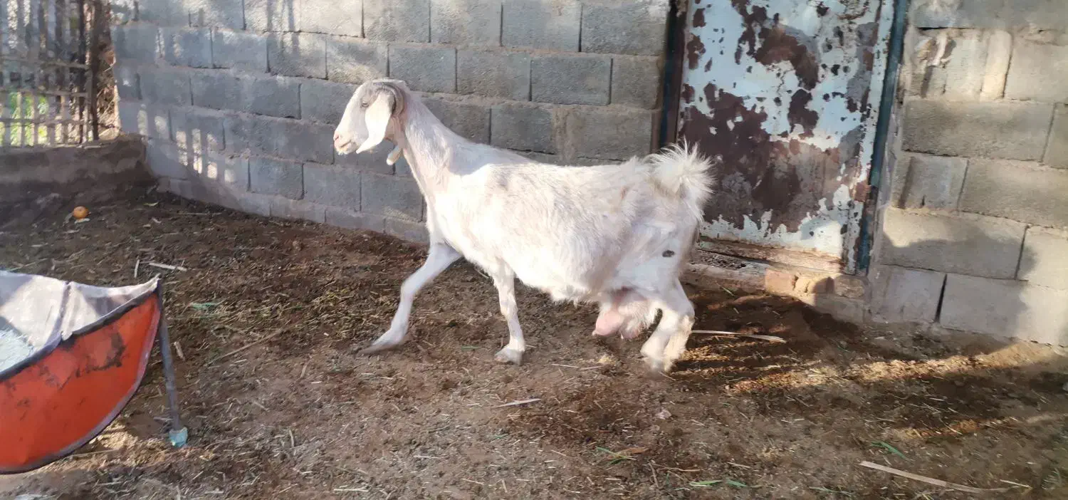 بز دو رگ پاکستانی ابستن سنگین دوقلوزا نزدیک|حیوانات مزرعه|طبس, |دیوار