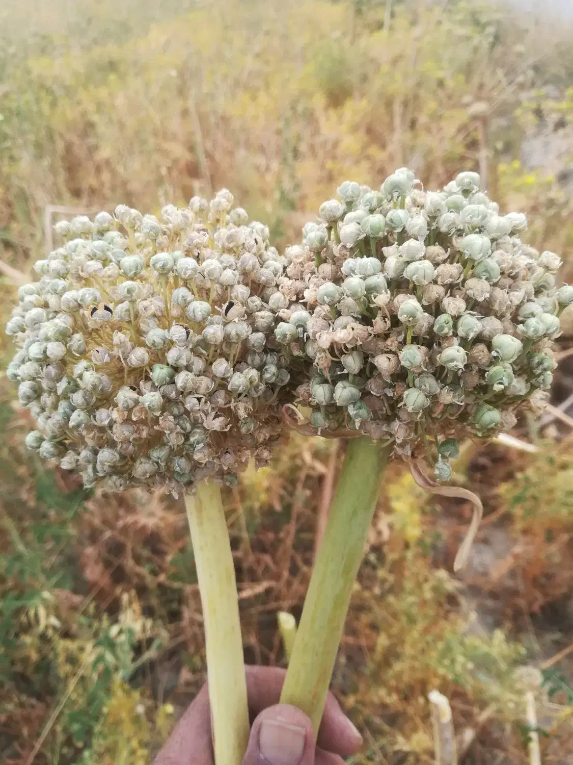 بذر پیاز زرد وقرمز فلات درجه یک با ضمانت کتبی|خدمات باغبانی و درختکاری|مشهد, شهرک رازی (شهرک غرب)|دیوار