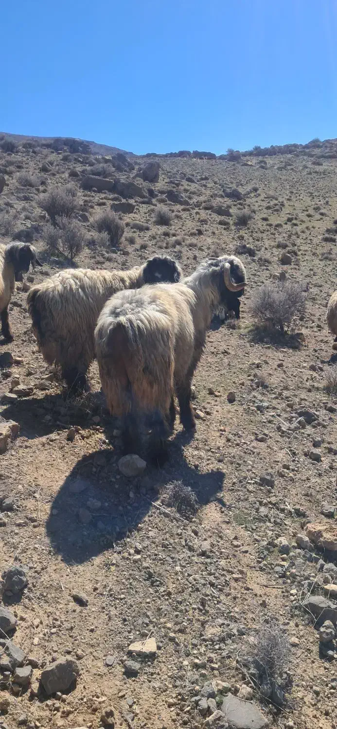 قوچ|حیوانات مزرعه|مرودشت, نقش رستم|دیوار