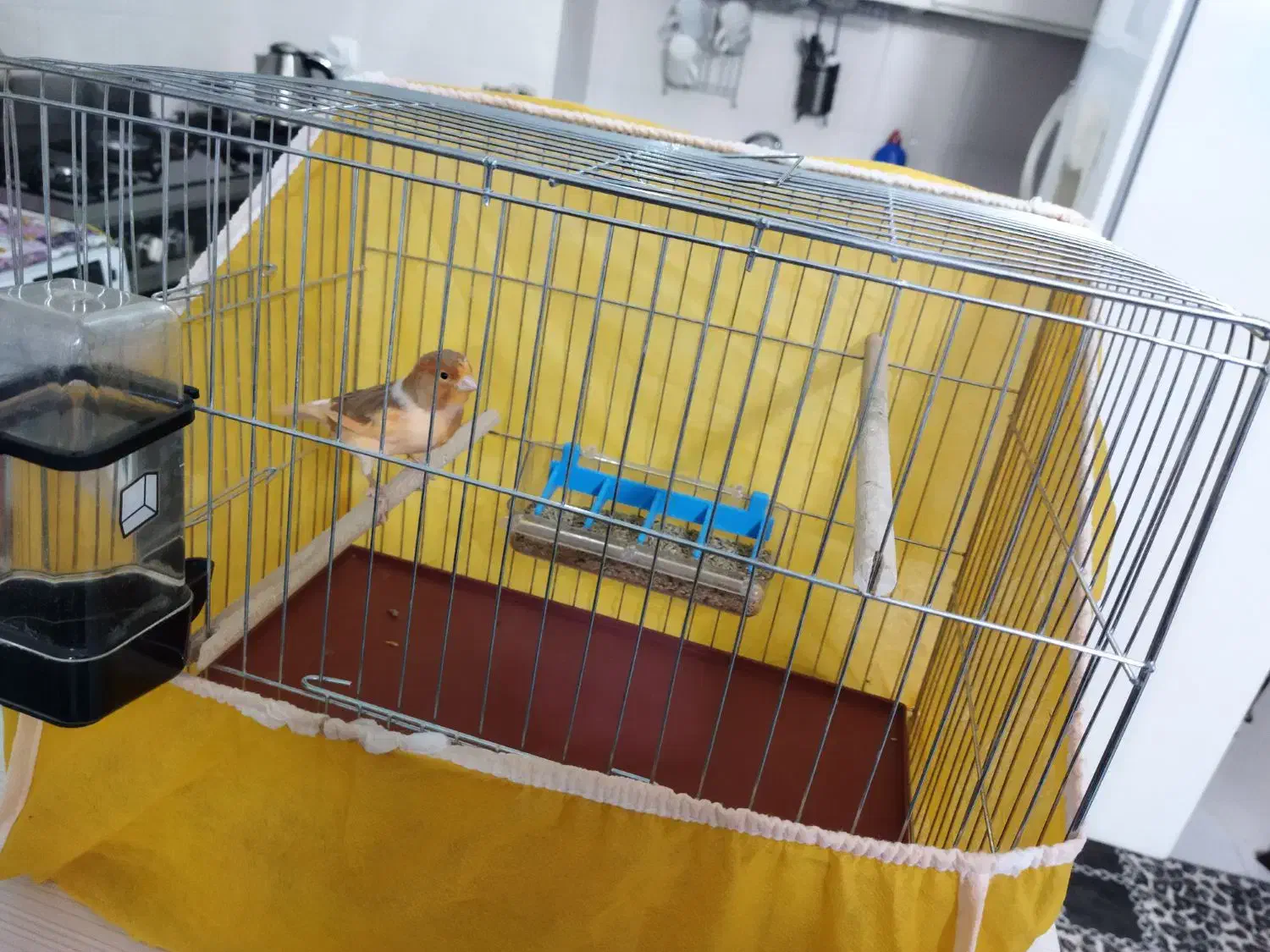 قناری ماده|پرنده|فولادشهر, مسکن مهر فولادشهر|دیوار