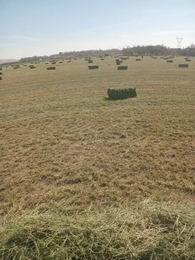 خریدار 100 تن یونجه انباری یا خشک نقد سر باسکول|خدمات باغبانی و درختکاری|میاندوآب, |دیوار