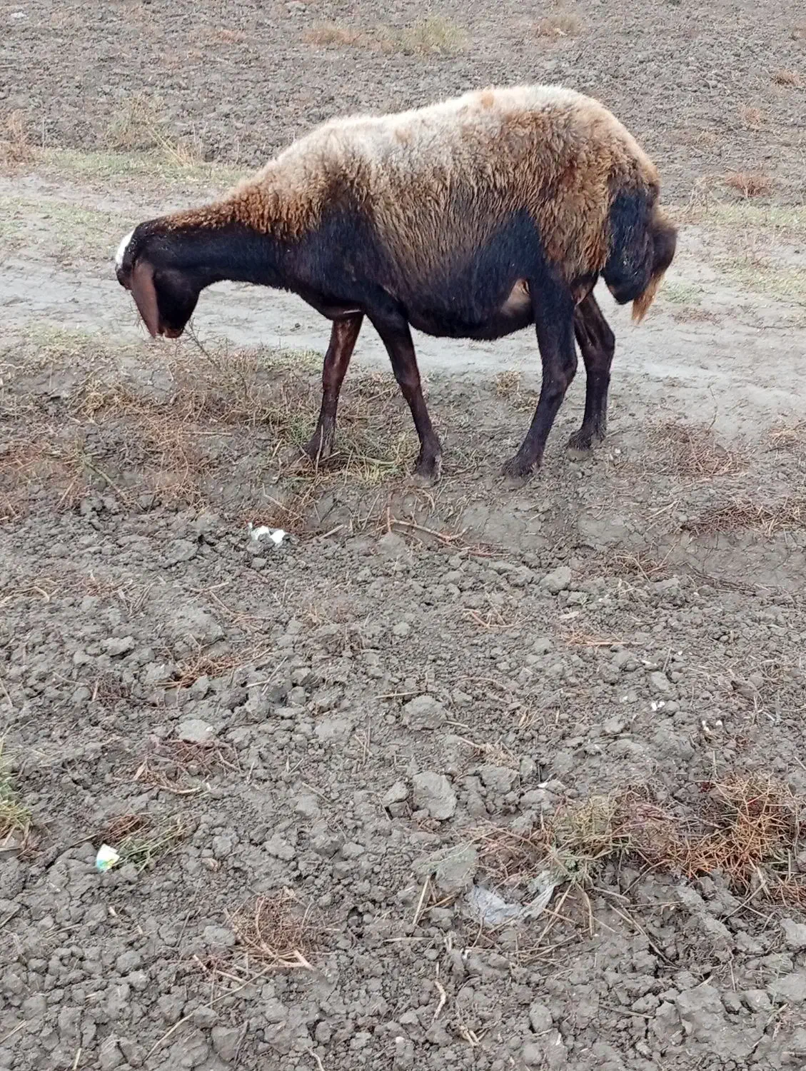 گوسفندابستن سنگین|حیوانات مزرعه|انبارآلوم, |دیوار