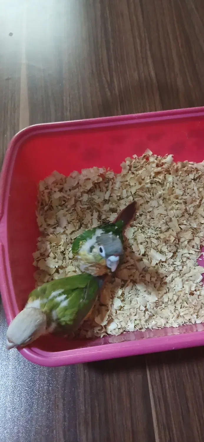 جوجه سرلاکی گرینچیک|پرنده|رباط‌کریم, رباط‌کریم|دیوار