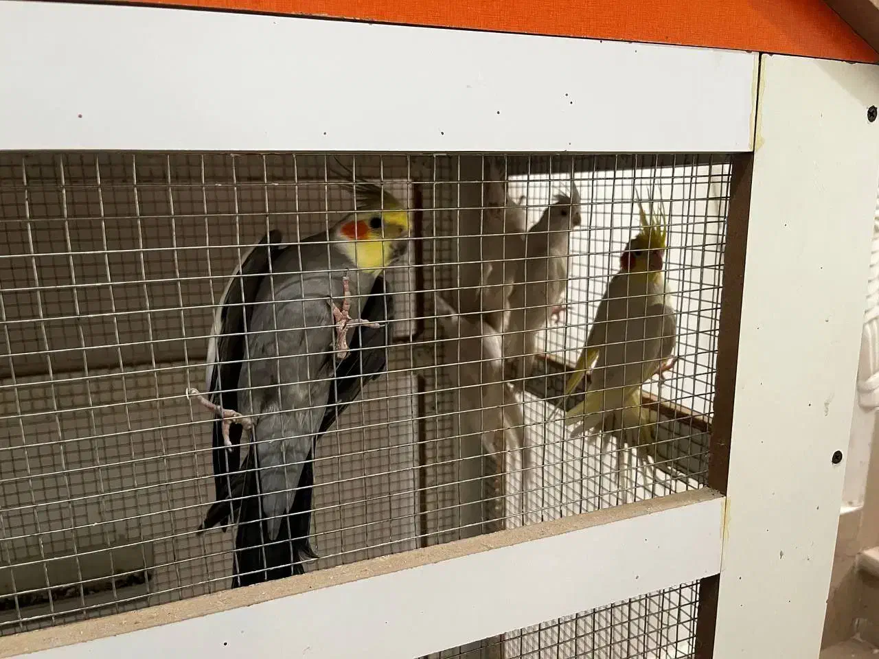 عروس البینو چشم شرابی|پرنده|بم, |دیوار