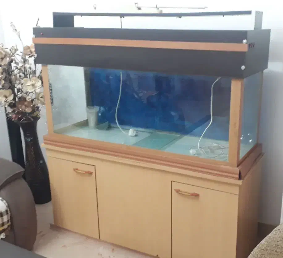 آکواریوم|ماهی|رشت, جهاد|دیوار