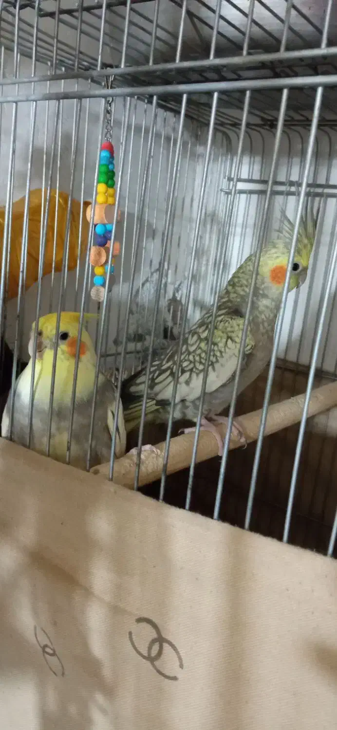 عروس هلندی|پرنده|صحنه, |دیوار