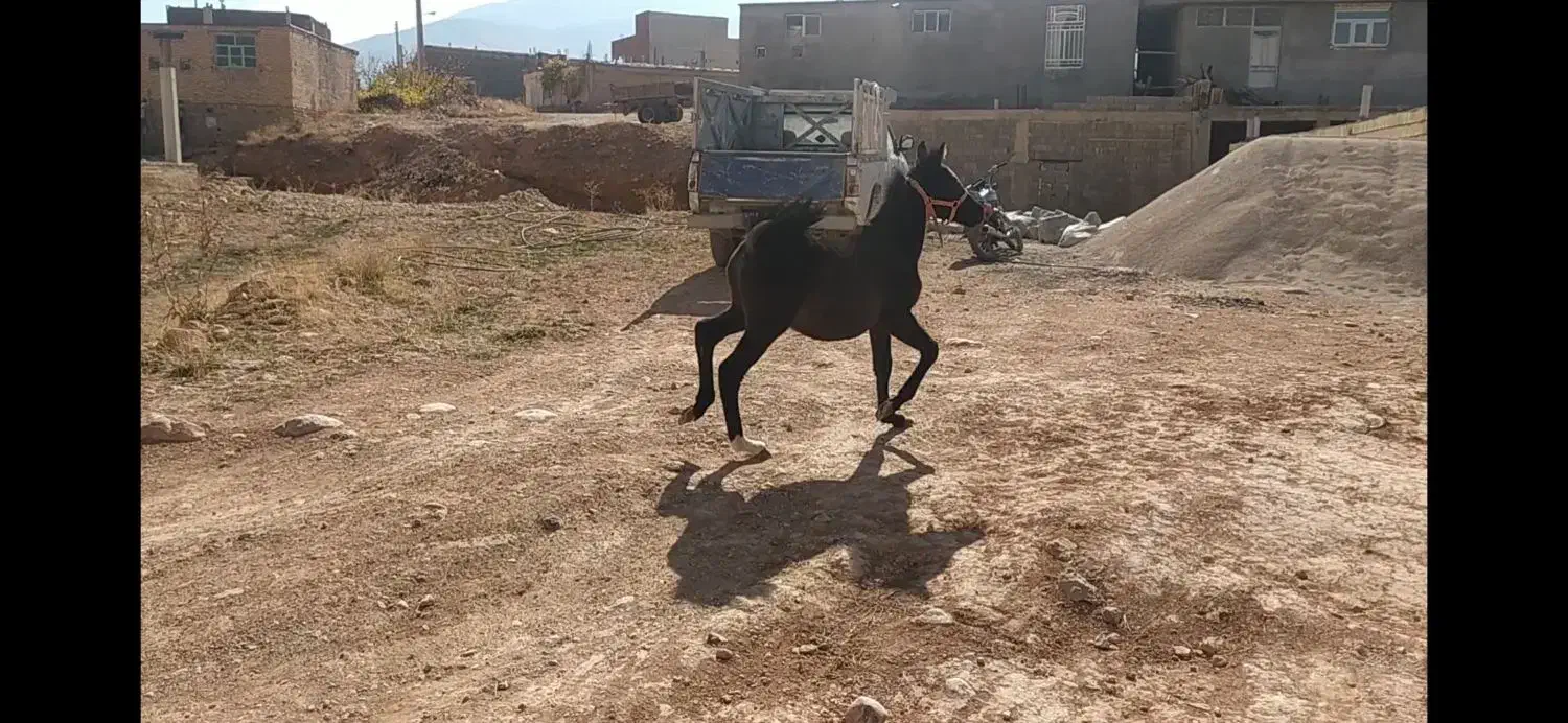 کره اسب نریون|اسب و تجهیزات اسبسواری|پادنا, |دیوار