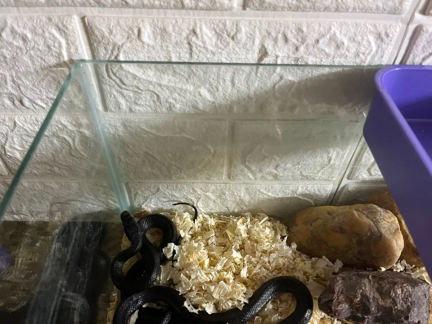 اکواریوم خزنده|خزنده|تهران, پونک|دیوار